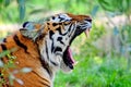 Yawning Tiger Panthera Tigris Altaica