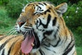 Yawning Tiger Portrait