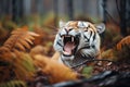 yawning tiger showing teeth in forest clearing Royalty Free Stock Photo