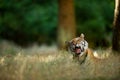 Yawning tiger in tall grass. Big cat in summer forest. Siberian tiger, sleepy emotion Royalty Free Stock Photo