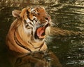Yawning tiger in water
