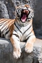 Portrait of yawning siberian tiger Royalty Free Stock Photo