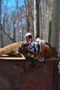 Yawning tiger in zoo