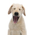 Yawning tired labrador retriever puppy