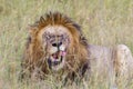 Yawning tired Male Lion with black mane lying in the grass