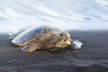 Yawning Turtle with open mouth in black sand beach