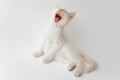 Yawning white cat Royalty Free Stock Photo