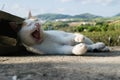 Yawning white cat Royalty Free Stock Photo