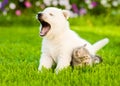 Yawning White Swiss Shepherd`s puppy and kitten sitting together Royalty Free Stock Photo