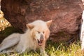 Yawning White Timber Wolf Resting in the Shade Royalty Free Stock Photo