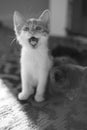 Yawning widely kitten in sunny room. Funny domestic animals. Cat yawns. BW photo Royalty Free Stock Photo