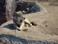 Yawning wolf Royalty Free Stock Photo