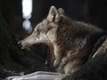 Yawning Wolf Royalty Free Stock Photo