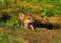 Yawning Wolf Pup Royalty Free Stock Photo