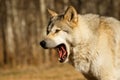 Yawning wolfdog at one beautiful autumn day in Canada, Yamnuska wolf Sanctuary, strict rules for visiting, high and low content Royalty Free Stock Photo