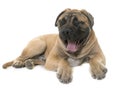 Yawning young bull mastiff in studio Royalty Free Stock Photo