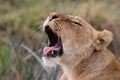 Yawning young lion Royalty Free Stock Photo