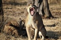 Yawning young lion Royalty Free Stock Photo