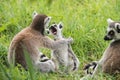 A young ring tailed lemur yawning Royalty Free Stock Photo