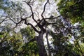 Ybira Pita Peltophorum dubium Tree in Misiones Province Rainforest