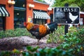 Wild rooster living in the streets of Ybor City, Florida