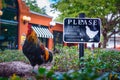 Wild rooster living in the streets of Ybor City, Florida