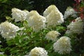 Hydrangea paniculata or limelight flower