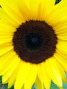 Yeallow sunflower background Royalty Free Stock Photo