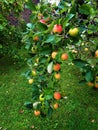 This year the  apple tree in my garden was full of fruit Royalty Free Stock Photo