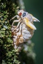 A 17-year Brood X cicada is caught mid-transformation as it slowly molts from its shell. Royalty Free Stock Photo