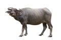 Year of the bull, buffalo with horns, symbol of 2021 on a white background, isolated