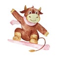 Year of the bull calendar. January. Bull on a snowboard. Made in watercolor