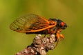 17 Year Cicada (Magicicada cassini) Royalty Free Stock Photo