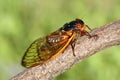 17 Year Cicada (Magicicada) Royalty Free Stock Photo