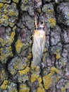 17 Year Cicada Metamorphous Royalty Free Stock Photo