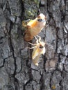 17 Year Cicada Metamorphous