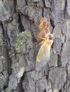 17 Year Cicada Metamorphous