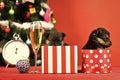 Year of dog, holiday celebration with champagne in wine glass. Royalty Free Stock Photo