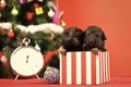 Year of dog, holiday celebration. Royalty Free Stock Photo