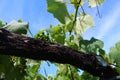 200 Year Old Albarino Grapevine in MeaÃÂ±o Spain Royalty Free Stock Photo