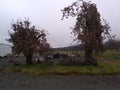 150 year old apple trees after being fed worm castings