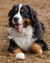 1-Year-Old Bernese Mountain Dog Male Royalty Free Stock Photo