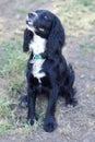 3-Year-Old Black Male with White Markings American Cocker Spaniel Royalty Free Stock Photo