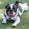 1-Year-Old Black and White Piebald Male Frenchie with One Floppy Ear Lying Down and Panting