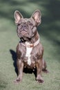 1-Year-Old Blue Brindle Frenchie Female Sitting and Looking Up