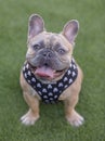 1-Year-Old Blue Fawn Male Frenchie Sitting and Panting with Tongue Sticking Out