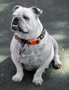 10-Year-Old Blue Merle Male English Bulldog Sitting and Looking Away Royalty Free Stock Photo