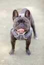 2-Year-Old Brindle male Frenchie panting