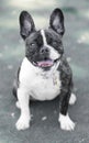 1-Year-Old Brindle White Frenchie Female Puppy