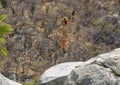 20 year-old Caucasian female tourist leaping from above the waterfall at Canyon of the Fox.